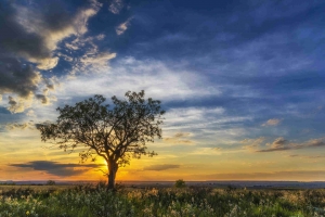 Lone tree in a field with magnificent sunset