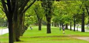 Runner in a tree lined urban parkway