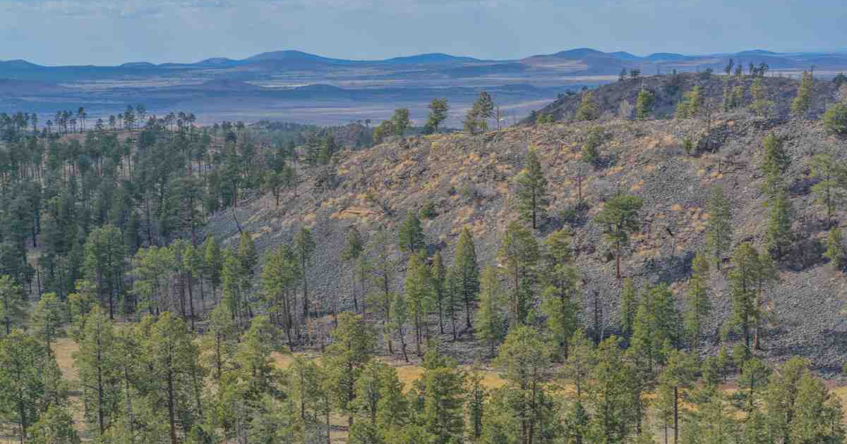 Beautiful view of the Arizona Forest where The Gifted Tree has planting projects to plant gift trees.