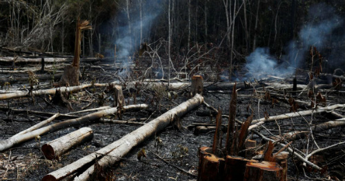 Amazon Rainforest Clear-cutting of Trees Causing Deforestation