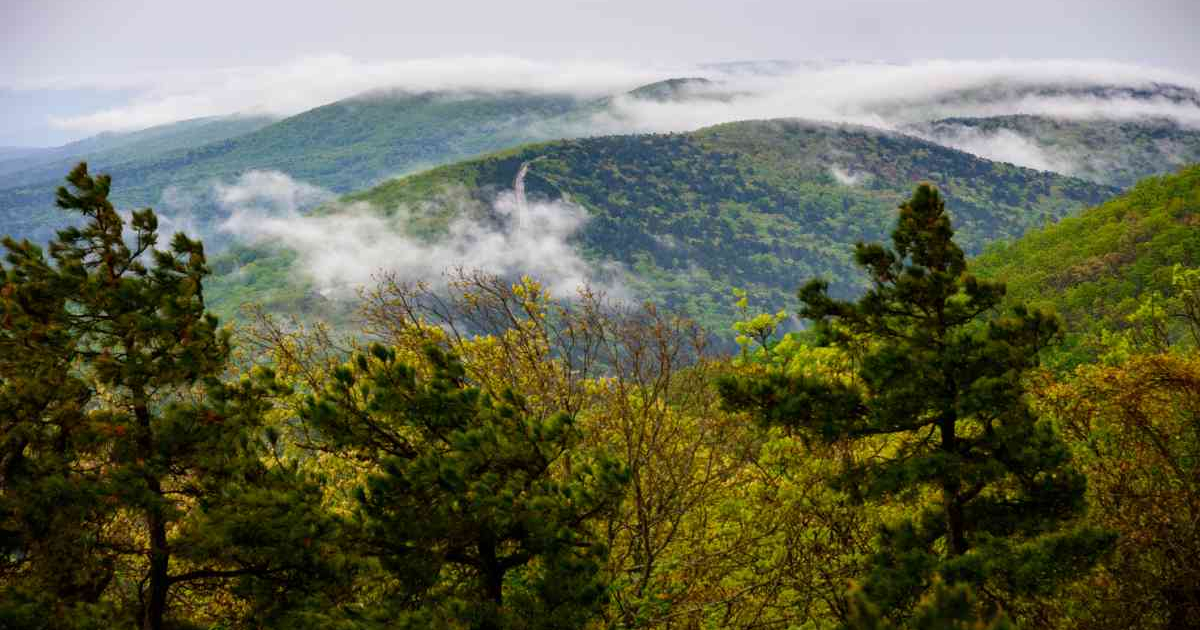 Beautiful view of the Arkansas forest where The Gifted Tree has planting projects to plant gift trees