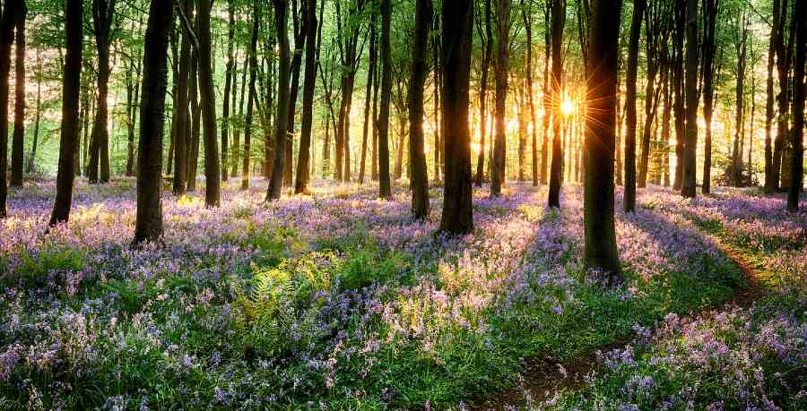 Beautiful Forest Scene with flowers and sun