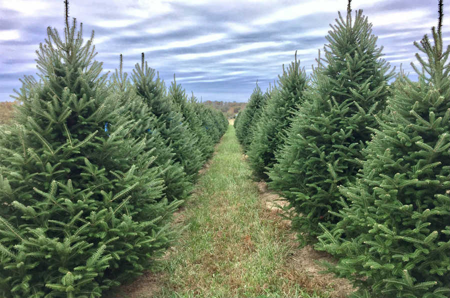 12 Festive Facts about the Fraser Fir