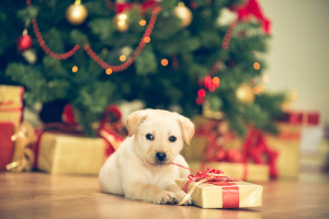 Christmas Tree Puppy