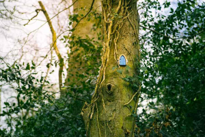 Fairy Home in Tree