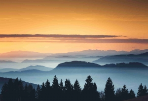 Forest scene with cloud shrouded mountains in the background