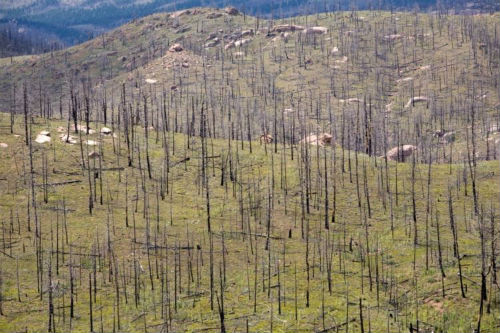Reforestation | How To Replant After Fire | The Gifted Tree