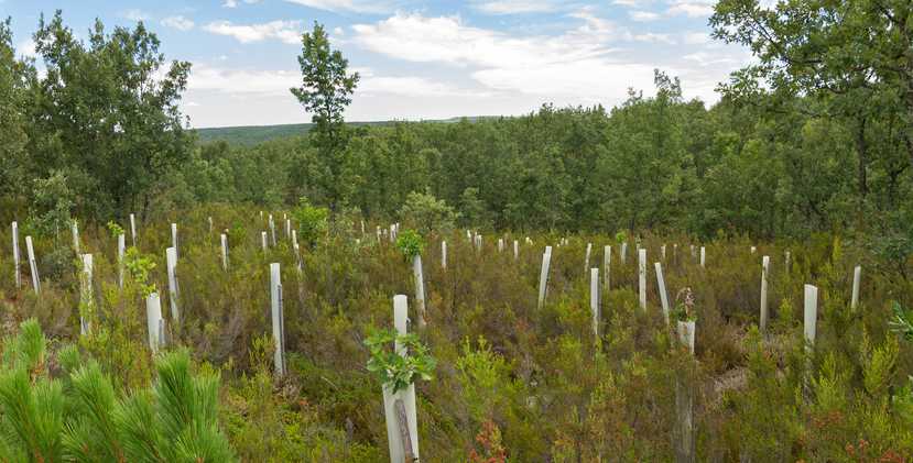 Planting memorial Trees in the forest