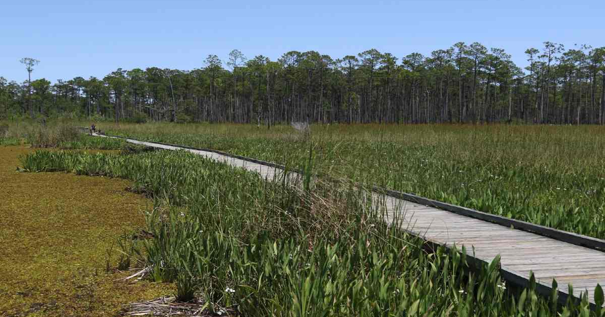 Beautiful view of the Louisiana Nature Wildlife Reserve where The Gifted Tree has planting projects to plant gift trees.