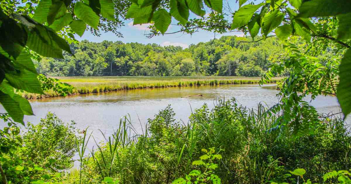 Beautiful view of the Maryland Watershed where The Gifted Tree has planting projects to plant gift trees.