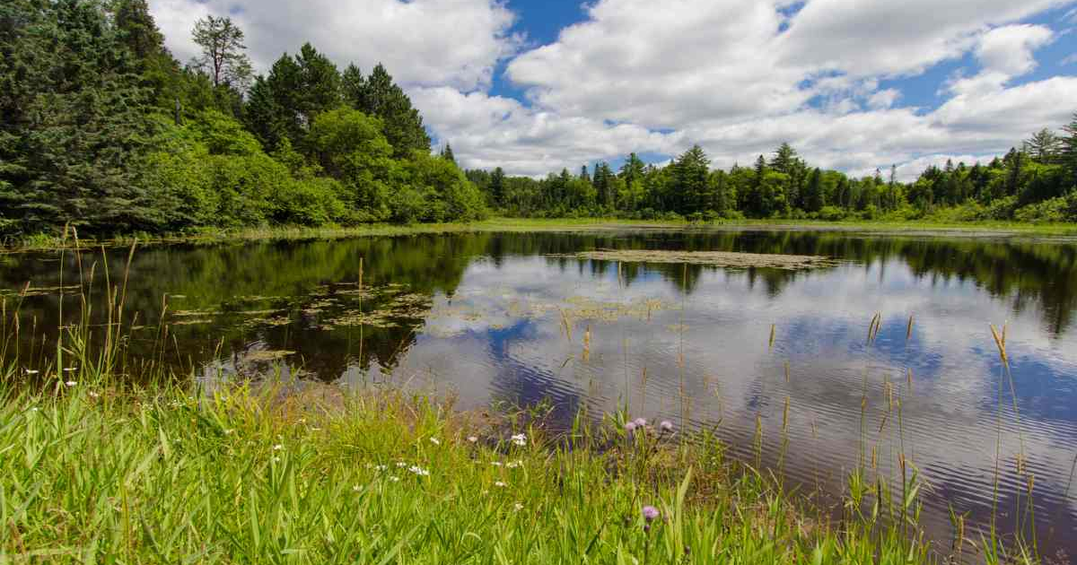 Beautiful view of the Michigan Forest where The Gifted Tree has planting projects to plant gift trees.