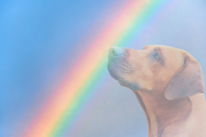 Pet Loss Tree - Dog Over The Rainbow Bridge