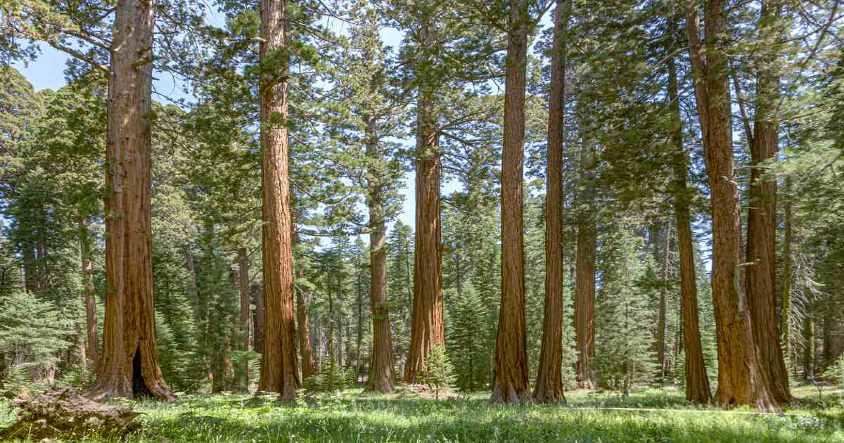 Beautiful view of the southern California Forest where The Gifted Tree plants gift trees.