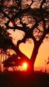 Tree branches form the shape of a heart with sunset in background.