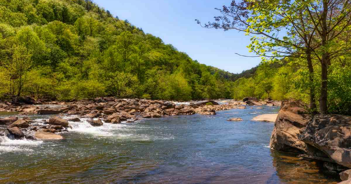 Beautiful view of the Tennessee Forest where The Gifted Tree has planting projects to plant gift trees.