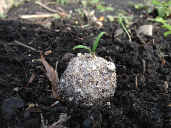 Tree Seed Bomb