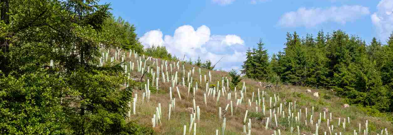 Tree reforestation project with tree saplings