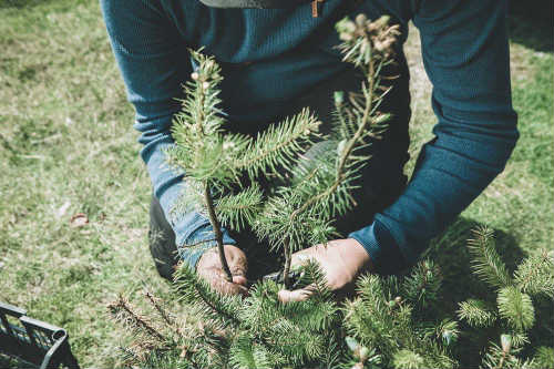 Replanting trees in deforested areas